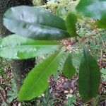 Synsepalum dulcificum Yaprak