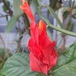 Pachystachys coccinea Blomma