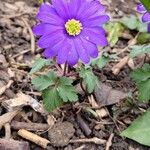 Anemone blanda Flor