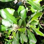 Pittosporum crassifolium Φύλλο