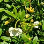 Brunfelsia americana Flower