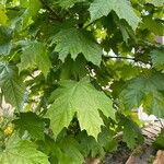 Acer saccharum Φύλλο