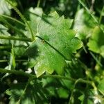 Saxifraga rotundifolia Leht