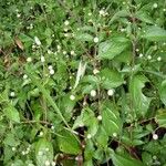 Acmella radicans Habit