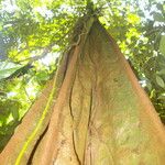 Lecointea amazonica Bark