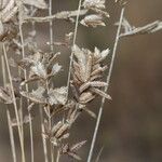 Eragrostis elongata ശീലം