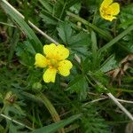 Potentilla erecta Συνήθη χαρακτηριστικά