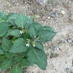 Solanum nigrum Kvet