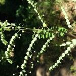 Phyllanthus nummulariifolius অভ্যাস