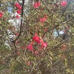 Cantua buxifolia Цвят