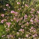 Centaurium erythraeaKvet