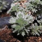 Artemisia schmidtiana Pokrój