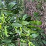 Buckinghamia celsissima Leaf