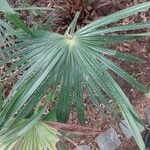 Livistona australis Likasa