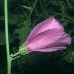 Hibiscus furcellatus
