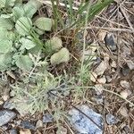 Scabiosa vestita Leaf