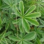 Alchemilla alpigena Blatt