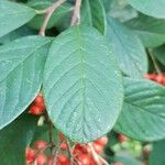 Cotoneaster lacteus Leaf