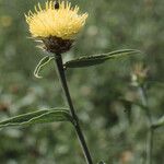 Centaurea sicula অন্যান্য