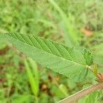 Melochia corchorifolia Leaf