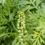 Lepidium didymum 花