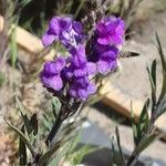 Linaria purpurea Floro