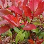 Photinia fraseri 葉