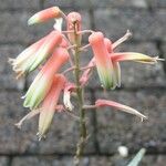 Aloe rauhii Kvet