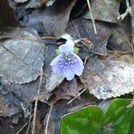 Anemone hepatica Λουλούδι
