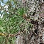 Pinus rigida Leaf