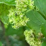 Smilax tamnoides Blüte