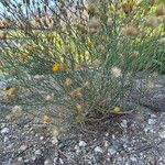 Bebbia juncea Dalc'h