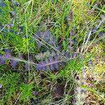 Pedicularis sceptrum-carolinum Levél