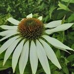Echinacea pallida Virág