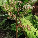 Darmera peltata Fiore