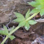 Galium minutulum Hábito
