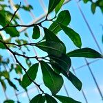 Trilepisium madagascariense Jani