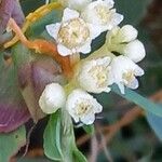 Cuscuta campestris Λουλούδι
