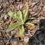 Verbascum thapsus Leaf