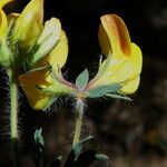 Lotus angustissimus Λουλούδι