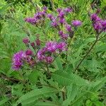 Vernonia gigantea Flower