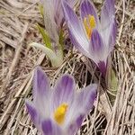 Crocus vernusЦвят