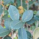 Osmanthus delavayi Levél