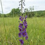 Verbascum phoeniceum Habit