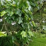 Ficus carica Облик