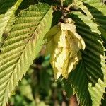 Carpinus japonica Fruit