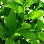 Polygonatum latifolium 葉