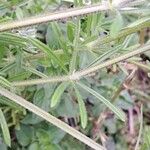 Galium aparine Φύλλο