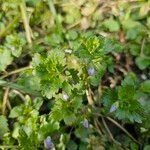 Veronica agrestis Leaf