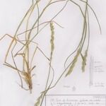 Elytrigia intermedia ശീലം